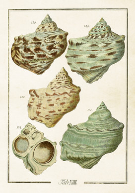 Sköna Ting juliste simpukat 2   35 x 50 cm 