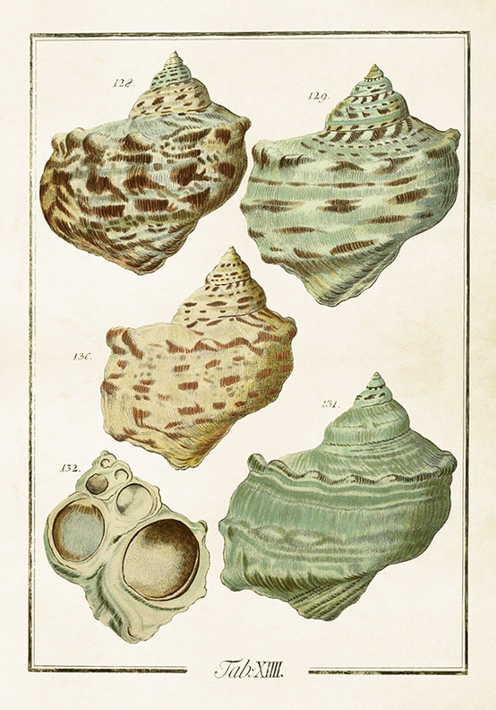 Sköna Ting juliste simpukat 2   35 x 50 cm 