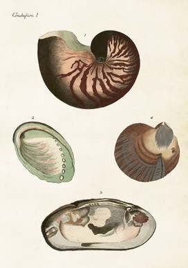 Sköna Ting juliste simpukat 4 35 x 50 cm 