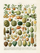 Sköna Ting printti hedelmät 18 x 24  cm 