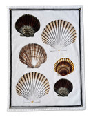 Keittiöpyyhe  simpukat 50 x 70 cm 