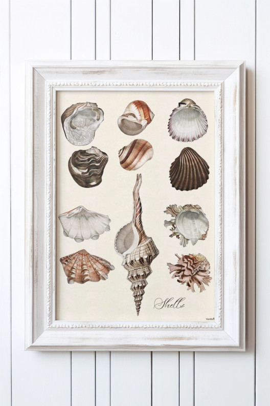 Vanilla Fly simpukkajuliste 30 x40 cm