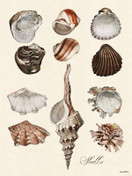 Vanilla Fly simpukkajuliste 30 x40 cm