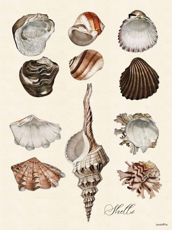 Vanilla Fly simpukkajuliste 30 x40 cm