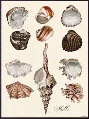 Vanilla Fly simpukkajuliste 30 x40 cm