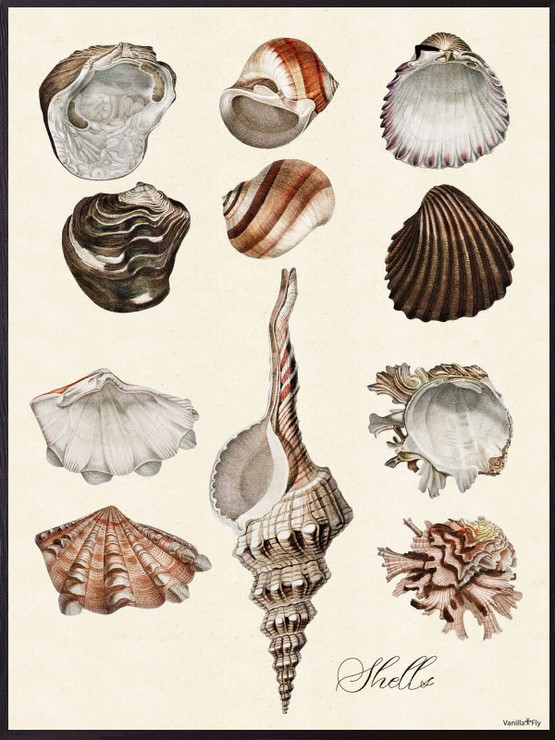 Vanilla Fly simpukkajuliste 30 x40 cm