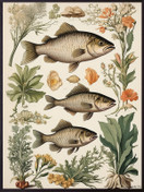 Vanilla Fly juliste 30 x 40  Kalat 2