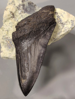 Megalodonin hammas 130 mm