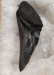 Megalodonin hammas fossiili 135 mm