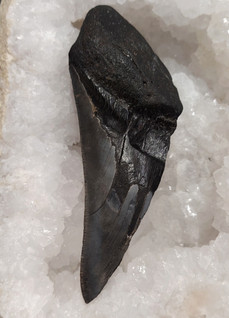 Megalodonin hammas fossiili 135 mm