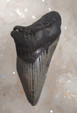 Megalodonin hammas fossiili 80 mm
