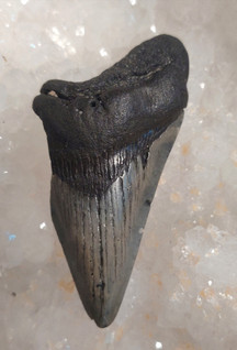Megalodonin hammas fossiili 80 mm