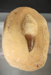 Mosasauruksen Hammas