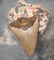 Megalodonin hammas fossiili 59/67/13 mm