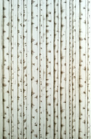 Kartonki - Koivut - A4 / kartonki - 5 kpl/pkt