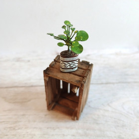 Nukkekodin Kasvi - Kilpipiilea