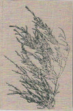 Lehtonen, Joel: Valitut teokset. 1, Putkinotkon herra : kirjeet Sylvia Avellanille 1907-1920
