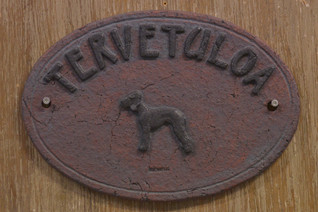 Bedlingtoninterrieri kyltti