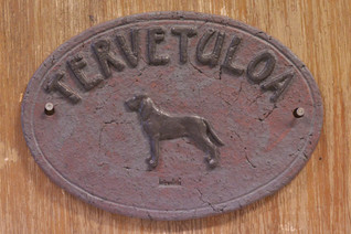 Bracco italiano kyltti