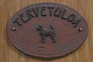 Griffon belge / bruxellois kyltti