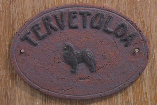 Japanese chin kyltti