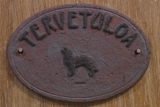 King charlesinspanieli kyltti