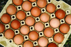 Luomukananmunat (30 kpl)