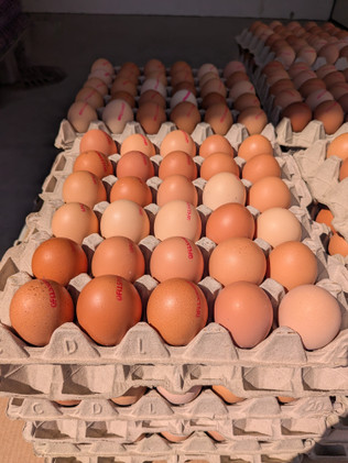 Luomukananmunat (15 kpl)