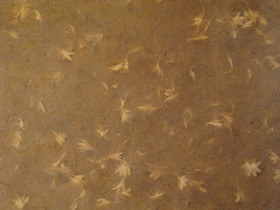 50x75cm ruiskukan varjoa, ruskea