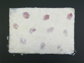 A4 bougainvillea E/25, revitty reuna