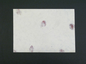 A4 bougainvillea E/25, suora reuna