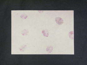 A4 bougainvillea D/40, suora reuna