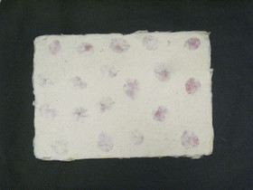 A4 bougainvillea D/40, revitty reuna