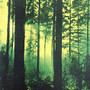 THY SERPENT - Forests of Witchery (LP, New)