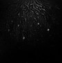 warloghe - Logos of all that ends (CD, new)