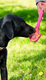 SodaPup Lick Stick