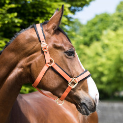 Back On Track Werano riimu, oranssi