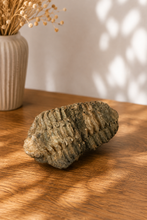 Fossiloitunut Triiobiitti	