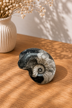 Kivettynyt Goniatiiti	Koko 4,8 x 3,5 cm
