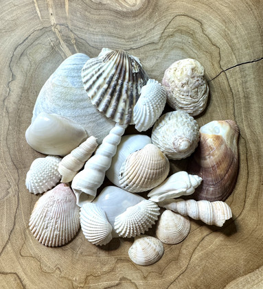 Simpukka pussi 1, 164g	