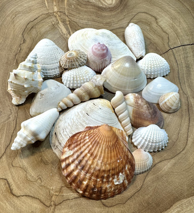 Simpukka pussi 3, 124g	