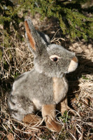 Jänis / rusakkopehmo