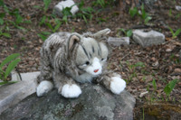 Norjalainen metsäkissa