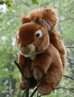 Orava