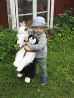 Iso bordercollie
