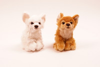 Pieni ruskea chihuahua