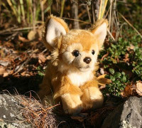 Pieni ruskea chihuahua