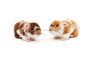 Vaaleanruskea hamsteri