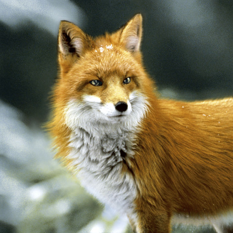 Metsän kettu ruokaservetit