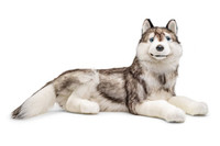 Upea iso makaava husky